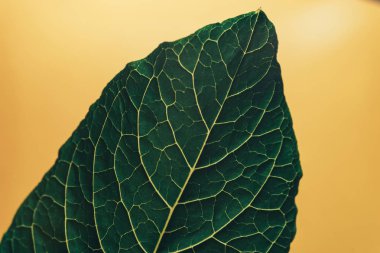 Güzel yeşil yaprak arka plan. Makro görünümü.