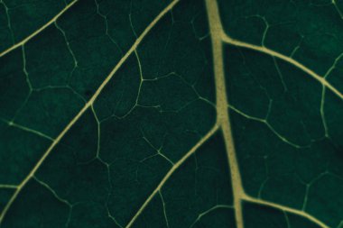 Güzel yeşil yaprak arka plan. Makro görünümü.