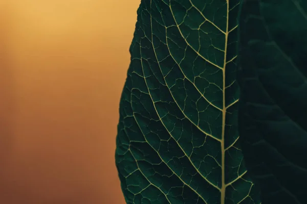 Hermoso Fondo Hoja Verde Vista Macro — Foto de Stock