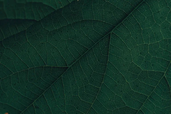 Vackra Gröna Löv Bakgrund Makrovy — Stockfoto
