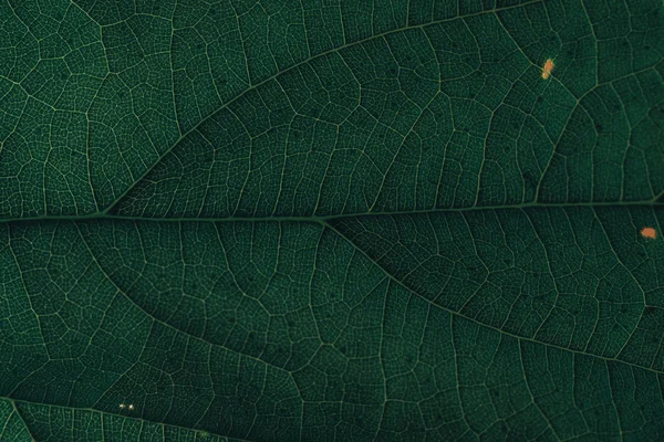 Hermoso Fondo Hoja Verde Vista Macro — Foto de Stock