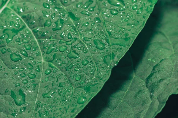 Primo Piano Sfondo Foglia Verde Vista Macro — Foto Stock