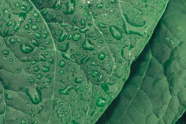 Yeşil Yaprak Arka Planı Kapatın Makro Görünümü — Stok fotoğraf