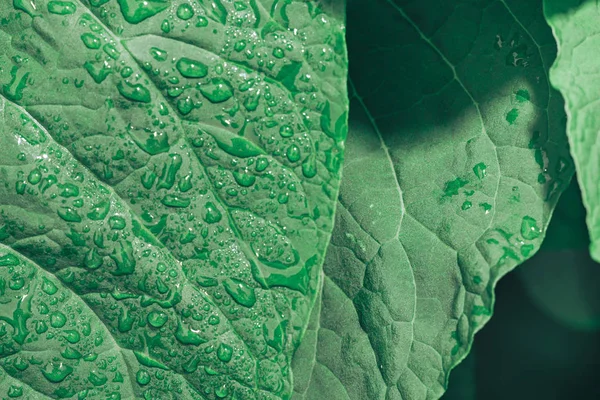 Yeşil Yaprak Arka Planı Kapatın Makro Görünümü — Stok fotoğraf