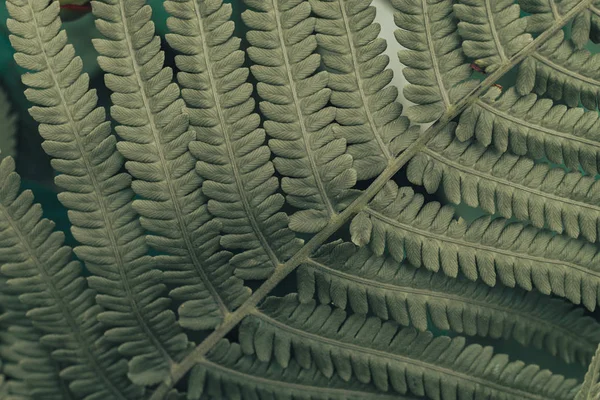 Groene Leafs Textuur Blad Textuur Achtergrond — Stockfoto