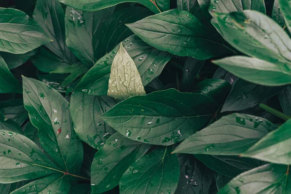 Υφή Του Πράσινου Φύλλα Φόντο Φύλλο Υφή — Φωτογραφία Αρχείου