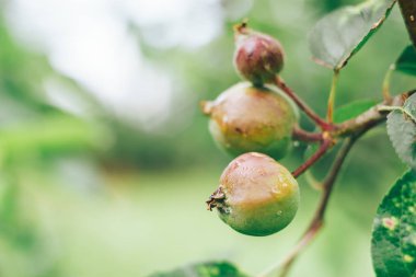 Küçük genç elma bir ağaç üzerinde büyüyor