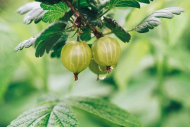 Bektaşi üzümlü bir çalılıkta, bir çiftlikte, bektaşi üzümlü üzümlere yakın..