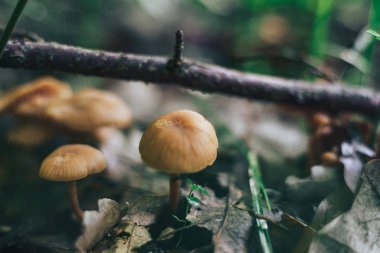 Bir orman arka plan üzerinde Mantar kapatın.