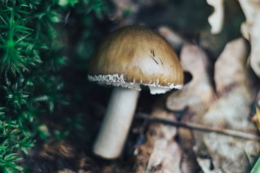 Bir orman arka plan üzerinde Mantar kapatın.