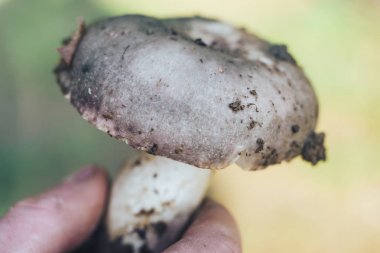 Bir orman arka plan üzerinde Mantar kapatın.