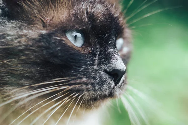 Сиамская Кошка Смешные Уши Глаза — стоковое фото