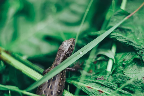 Small Lizard Grass Background — Stock Photo, Image