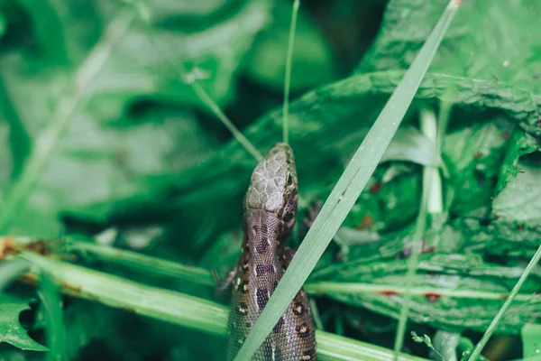 Small Lizard Grass Background — Stock Photo, Image
