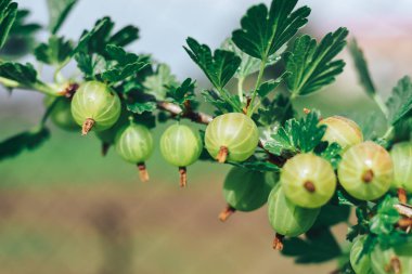 Bektaşi üzümlü bir çalılıkta, bir çiftlikte, bektaşi üzümlü üzümlere yakın..