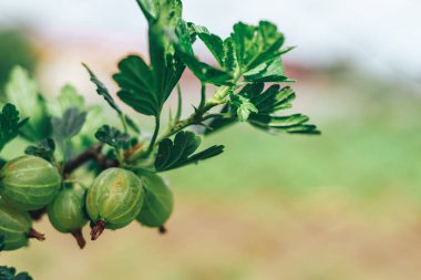 Bektaşi üzümlü bir çalılıkta, bir çiftlikte, bektaşi üzümlü üzümlere yakın..