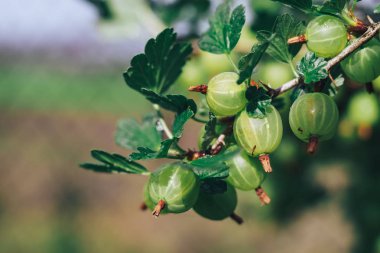 Bektaşi üzümlü bir çalılıkta, bir çiftlikte, bektaşi üzümlü üzümlere yakın..
