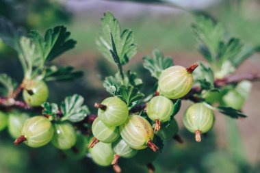 Bektaşi üzümlü bir çalılıkta, bir çiftlikte, bektaşi üzümlü üzümlere yakın..