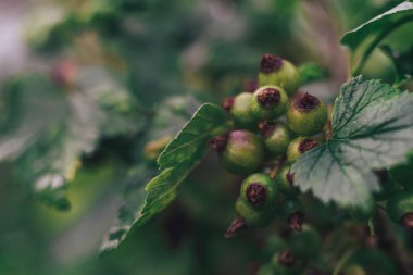 Bir çiftlikte, genç yeşil frenk üzümü çalı kapatın. 
