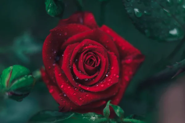 Close Red Rose Flower Green Garden Background Rain — Stock Photo, Image