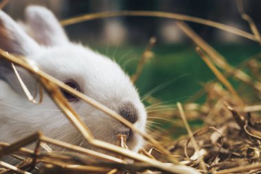 Bir saman, saman, arka plan üzerinde güzel genç beyaz tavşan.