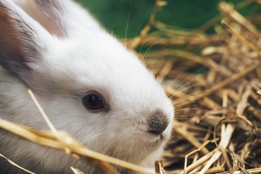 Bir saman, saman, arka plan üzerinde güzel genç beyaz tavşan.