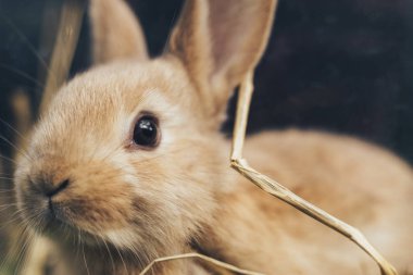 Bir saman, saman, arka plan üzerinde güzel genç kahverengi tavşan.