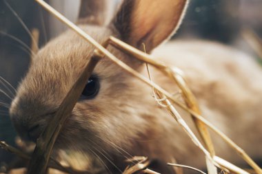 Bir saman, saman, arka plan üzerinde güzel genç kahverengi tavşan.