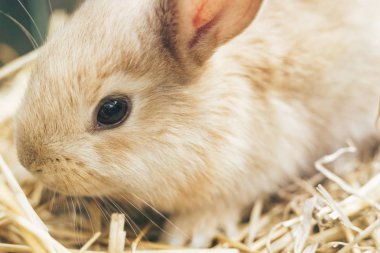 Bir saman, saman, arka plan üzerinde güzel genç kahverengi tavşan.