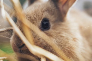 Bir saman, saman, arka plan üzerinde güzel genç kahverengi tavşan.