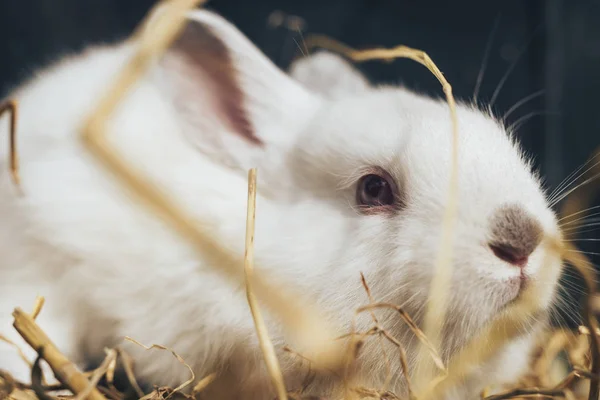 Bello Giovane Coniglio Bianco Una Paglia Fieno Sfondo — Foto Stock