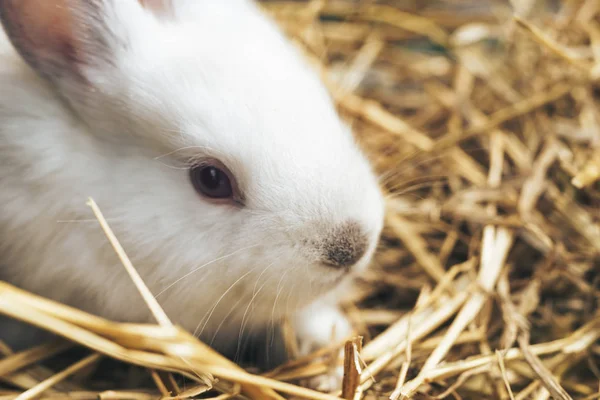 Bir saman, saman, arka plan üzerinde güzel genç beyaz tavşan.