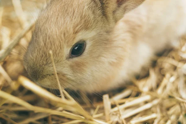 Bir Saman Saman Arka Plan Üzerinde Güzel Genç Kahverengi Tavşan — Stok fotoğraf