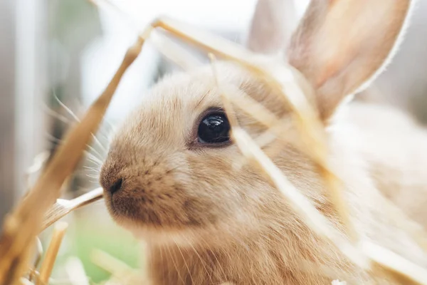 Beautiful Young Brown Rabbit Straw Hay Background — Stock Photo, Image