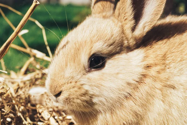 Bir Saman Saman Arka Plan Üzerinde Güzel Genç Kahverengi Tavşan — Stok fotoğraf