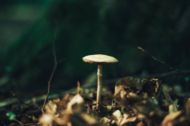 Bir orman arka plan üzerinde Mantar kapatın.