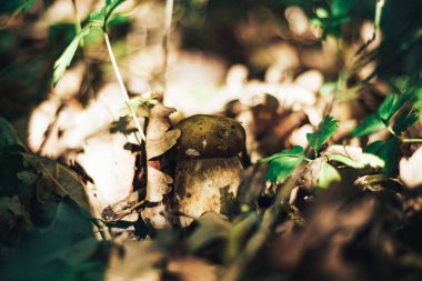 Bir orman arka plan üzerinde Mantar kapatın.