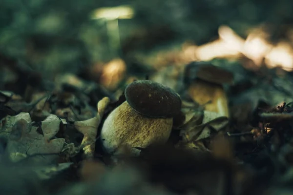 Primer Plano Champiñón Sobre Fondo Bosque —  Fotos de Stock