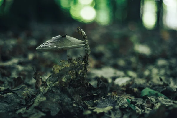 Nahaufnahme Pilz Auf Einem Waldhintergrund — Stockfoto