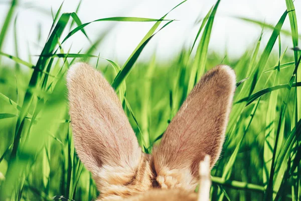 Beautiful rabbit ears look back. Creative rabbits  background.