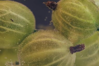 Suyun güzel taze yeşil bektaşi üzümü. Makro görünümü.