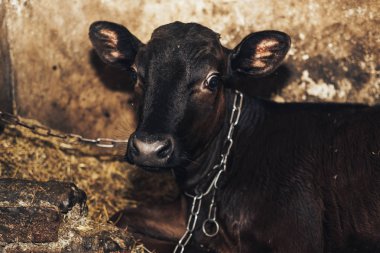 Sevimli genç buzağı saman yatıyor ve uyarı görünüyor