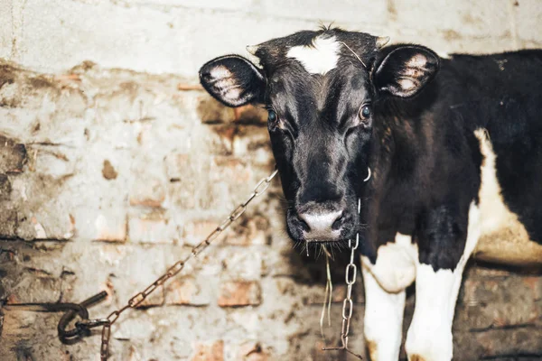 Cute Young Calf Lies Straw Looks Alert — Stock Photo, Image