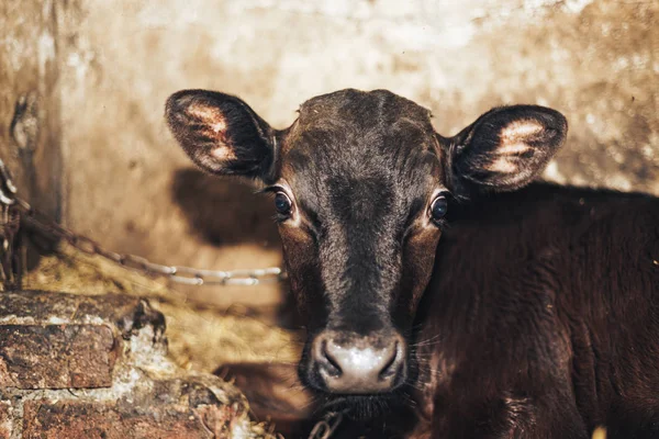 Cute Young Calf Lies Straw Looks Alert — Stock Photo, Image