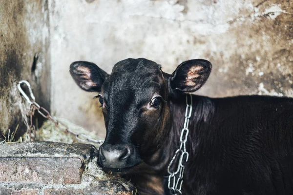Cute Young Calf Lies Straw Looks Alert — Stock Photo, Image