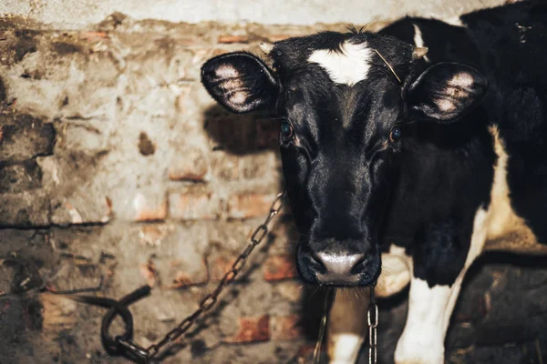 Cute Young Calf Lies Straw Looks Alert — Stock Photo, Image