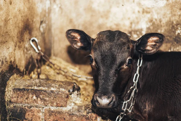 Cute Young Calf Lies Straw Looks Alert — Stock Photo, Image