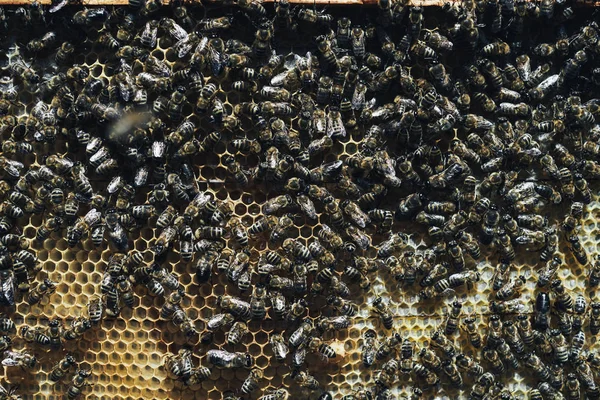 アピアリーの蜂蜜細胞上の働くミツバチのクローズアップビュー — ストック写真