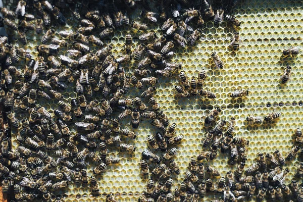 Vista Cerca Las Abejas Que Trabajan Las Celdas Miel Colmenar —  Fotos de Stock