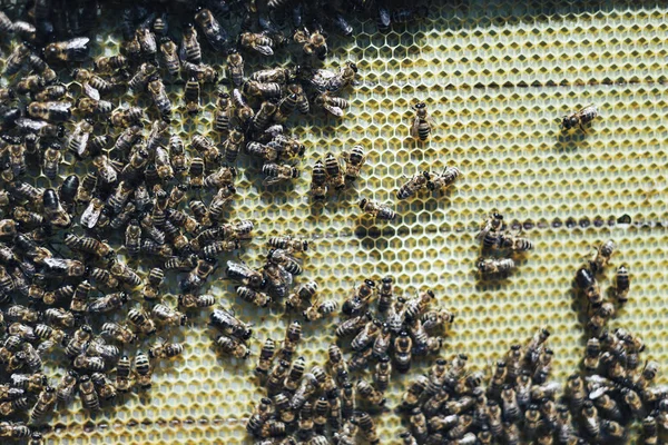アピアリーの蜂蜜細胞上の働くミツバチのクローズアップビュー — ストック写真